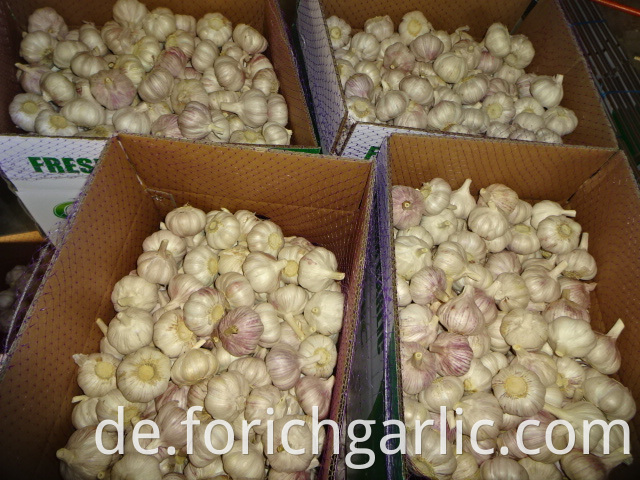 Fresh Garlic Best Quality